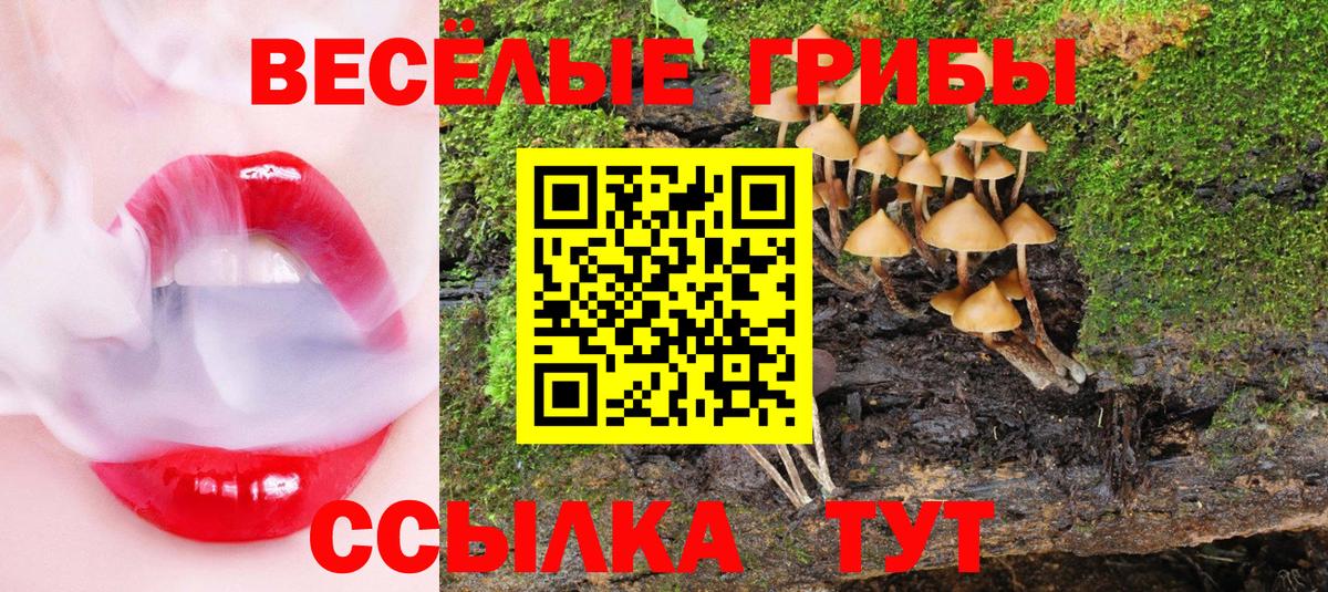 Михайловка  Псилоцибиновые грибы Psilocybe  Вход с VPN 
